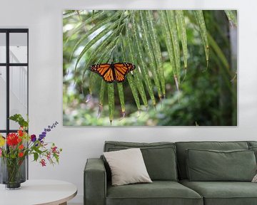 Een monarchvlinder van Marvin Taschik