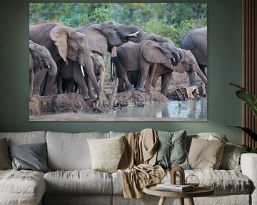 Kudde drinkende olifanten van Jolene van den Berg