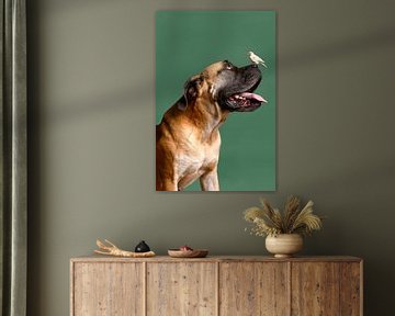 Boerboel Portret Honden Serie van Petri Vermunt