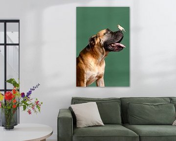 Boerboel Portret Honden Serie van Petri Vermunt