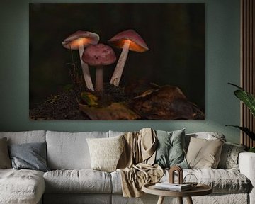 paddestoelen in de schemer