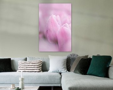 Zachte roze tulpen close up van KB Design & Photography (Karen Brouwer)