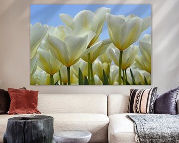 Tulipes blanches dans la zone de culture des bulbes/les Pays-Bas