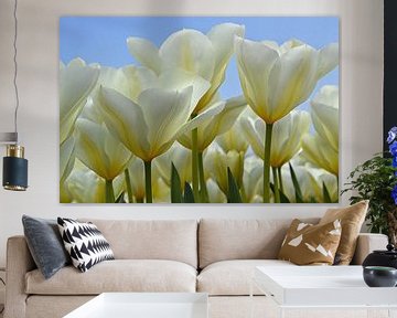 Tulipes blanches dans la zone de culture des bulbes/les Pays-Bas sur JTravel
