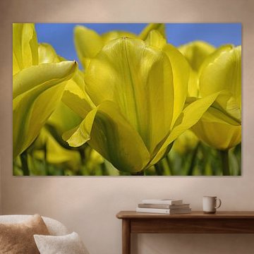 Tulipes jaunes dans la zone de culture des bulbes/les Pays-Bas