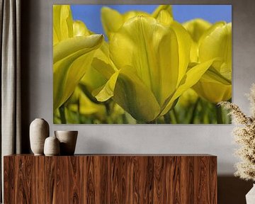 Tulipes jaunes dans la zone de culture des bulbes/les Pays-Bas