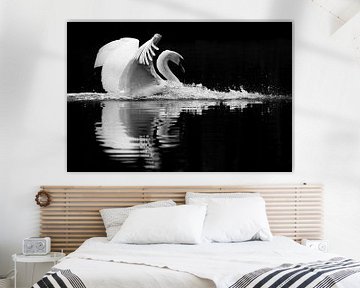 Cygne débarqué en noir et blanc sur Latifa - Natuurfotografie