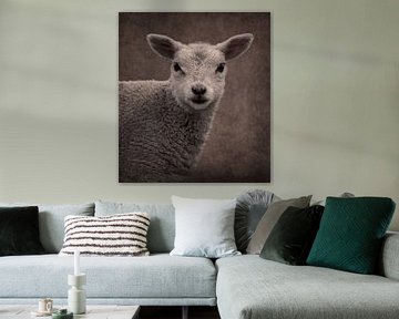 Schaap: Portret lammetje in sepia bruin kleuren