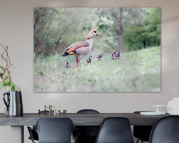 Nilgans mit Jungtieren