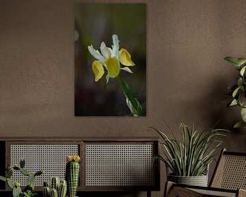 Gele voorjaarsbloeier , delicate bloem van Anke Winters
