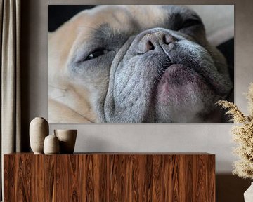 Franse bulldog hondensnuit van Anke Winters