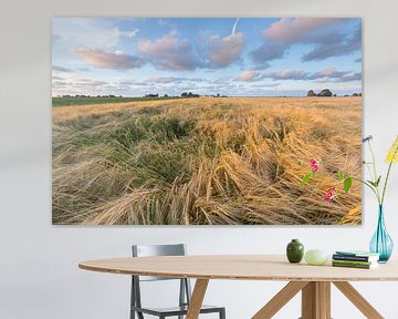 Fields of wheat in the Hogeland region of Groningen near Eenrum. The evening sun gives the landscape by Bas Meelker