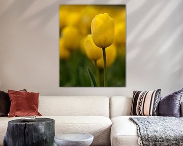 Porträt einer Tulpe (gelb)