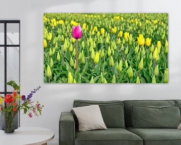 Tulipe rouge dans un champ de tulipes jaunes sur eric van der eijk