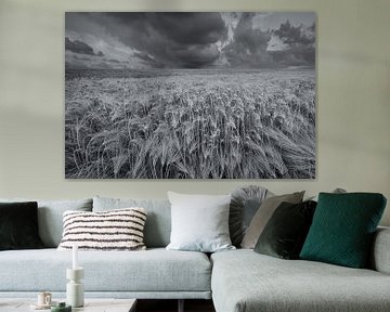 Een weids landschap met mooie wolkenluchten boven de akkers met graan in het Hogeland van Groningen