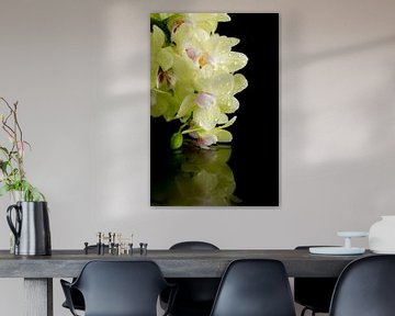 Soft yellow orchid with drops and reflection by Lisette Rijkers