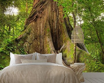 Kapok tree in the rainforest in Costa Rica by Markus Lange