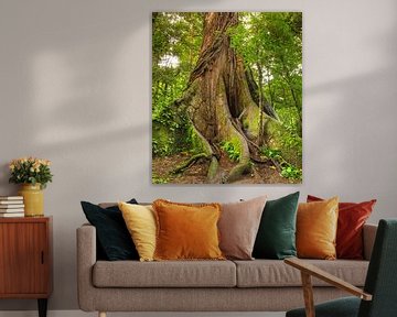 Kapok Baum im Regenwald in Costa Rica von Markus Lange
