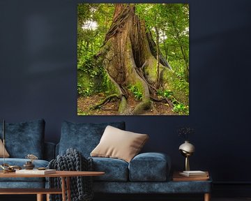 Kapok tree in the rainforest in Costa Rica by Markus Lange