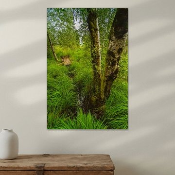 Cours d'eau Portrait de High Fens