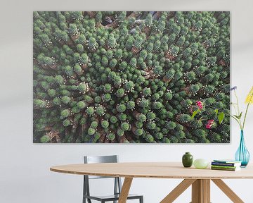 Groene cactus familie van Pictorine