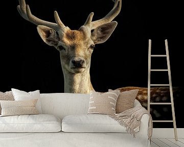 Deer: portrait of a deer with black background by Marjolein van Middelkoop