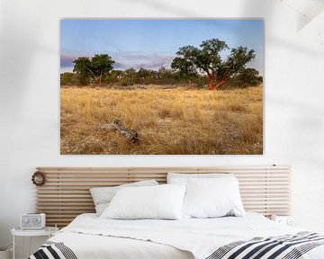 Paysage avec des chênes-lièges dans l'Alentejo, Portugal