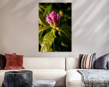 Botanische kunst van een bloeiende Rhododendron | fine art natuur fotografie