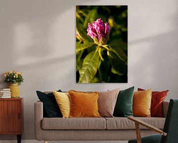 Botanical art of a flowering Rhododendron | fine art nature photography by Karijn | Fine art Natuur en Reis Fotografie
