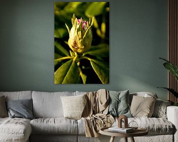 Plant in spring, botanical art of a rhododendron | fine art nature photography by Karijn | Fine art Natuur en Reis Fotografie