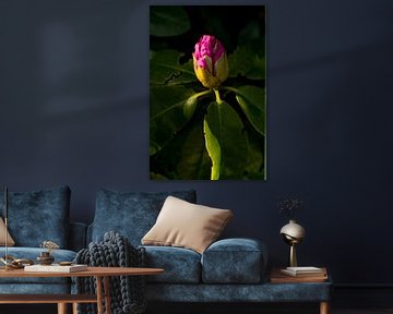rhododendron in bloom, with shadow. botanical can | fine art nature photography by Karijn | Fine art Natuur en Reis Fotografie