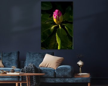 Rhododendron in Blüte, mit Schatten. botanische Dose | Fine Art Naturfotografie