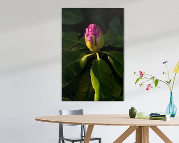 rhododendron in de bloei, met schaduw. botanisiche kunt | fine art natuur fotografie