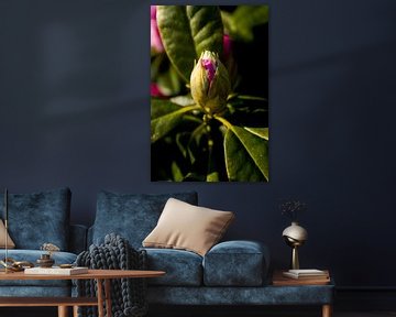 voorjaarsbloeier,  rhododendron in de avondzon | botanische fine art