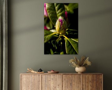 voorjaarsbloeier,  rhododendron in de avondzon | botanische fine art van Karijn | Fine art Natuur en Reis Fotografie