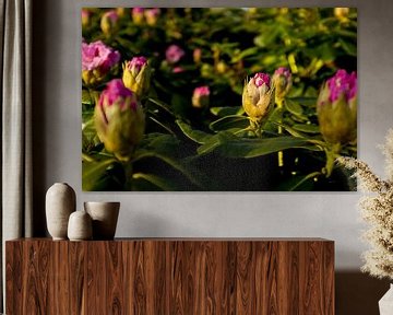 flower bush of rhododendron | botanical fine art by Karijn | Fine art Natuur en Reis Fotografie