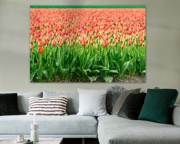 Tulips blossoming in a field during springtime by Sjoerd van der Wal