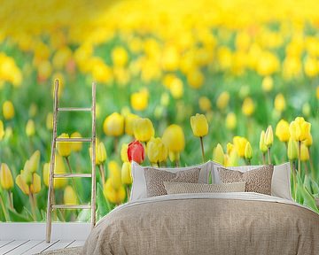 Rode tulp in een veld van geel
