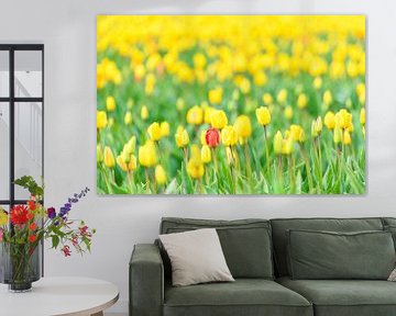 Rode tulp in een veld van geel van Sjoerd van der Wal Fotografie