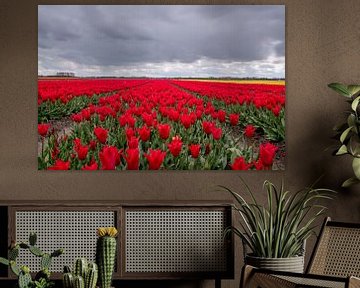 Champ de tulipes rouges aux Pays-Bas sur Nick Janssens