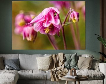 Pink Columbine by Rob Boon