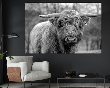 Jonge stier van het Schotse hoogland vee in zwart en wit van Harald Schottner