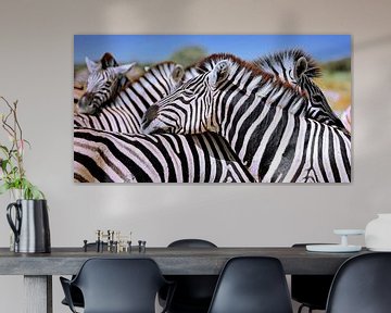 Ontspannen zebra's, Namibië