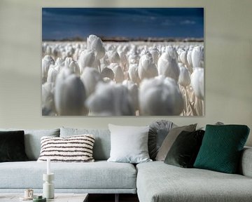 Veld met witte tulpen