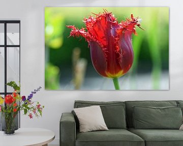 Rode tulp in bloei met mooie franjes van Robin Verhoef