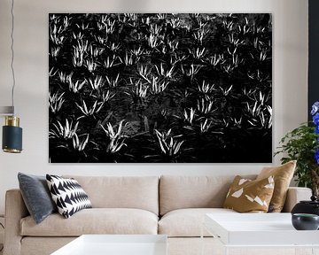 Waterplanten in zwart-wit van Norbert Sülzner