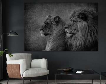 Löwen: Löwe und Löwin Paar in schwarz-weiß
