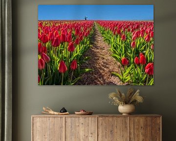 Rote Tulpen mit Mühle