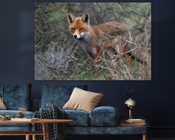 Renard dans les dunes d'approvisionnement en eau d'Amsterdam sur Lex van Doorn