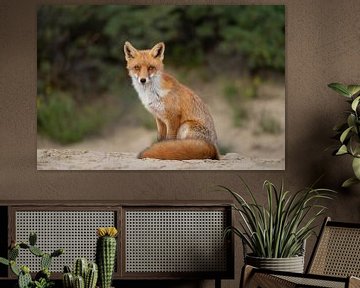 Schöner Fuchs mit schönem Schwanz von Mike Seuters